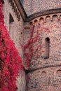 Ivy turned red during autumn climbing on the brick facade of Kungshuset in Lund Sweden