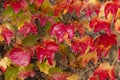 Ivy in fall colors climbing a wall Royalty Free Stock Photo