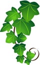 Ivy twig Royalty Free Stock Photo