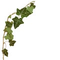 Ivy twig and leaves isolated over white Royalty Free Stock Photo