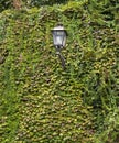 Ivy and urban lantern