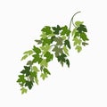 Ivy vine, green leaves of a creeper plant isolated on white background. Vector illustration in flat cartoon style. Royalty Free Stock Photo