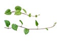 ivy. vine plants, ivy leaves of the climbing plant isolated on w Royalty Free Stock Photo