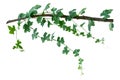 Ivy. vine plants, ivy leaves of the climbing plant isolated on w Royalty Free Stock Photo