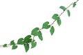 Ivy. vine plants, ivy leaves of the climbing plant isolated on w Royalty Free Stock Photo