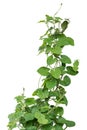 Ivy. vine plants, ivy leaves of the climbing plant isolated on w Royalty Free Stock Photo