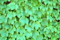 ivy vine on wall Royalty Free Stock Photo