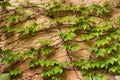 Ivy vine on wall Royalty Free Stock Photo