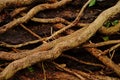 Ivy vines around a fallen tree, close up Royalty Free Stock Photo