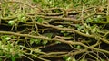 Ivy vines around a fallen tree, close up Royalty Free Stock Photo