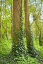 Ivy vines climbing tree trunk on green background.