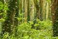 Ivy vines climbing tree trunk on green background. Royalty Free Stock Photo