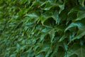 Ivy vines climbing tree trunk on green background. Royalty Free Stock Photo