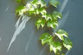 Ivy vines climbing tree trunk on green background.