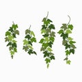 Ivy vines, green leaves of a creeper plant isolated on white background. Vector illustration in flat cartoon style.