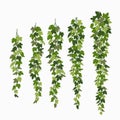 Ivy vines, green leaves of a creeper plant isolated on white background. Vector illustration in flat cartoon style. Royalty Free Stock Photo