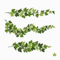 Ivy vines, green leaves of a creeper plant isolated on white background. Vector illustration in flat cartoon style. Royalty Free Stock Photo