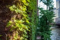 Ivy vines growing on the exterior of a building in the Chicago Loop along the Chicago River Royalty Free Stock Photo