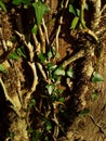 Ivy Vines on a Tree Royalty Free Stock Photo