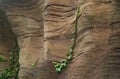 Ivy on the volcanic rock background Royalty Free Stock Photo