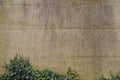 Ivy on the wall Royalty Free Stock Photo