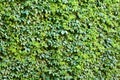 Ivy wall. Royalty Free Stock Photo