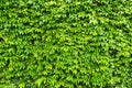 Ivy wall Royalty Free Stock Photo