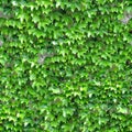 Ivy on Wall Royalty Free Stock Photo