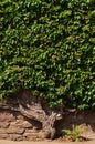 Ivy at a wall Royalty Free Stock Photo