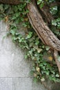 Ivy on Wall Royalty Free Stock Photo