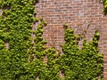 Ivy Wall
