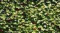 An ivy wall background Royalty Free Stock Photo