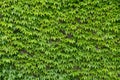 Ivy wall background Royalty Free Stock Photo