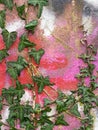 Ivy wall with bright red graffiti, urban decay.