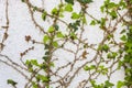 Ivy on wall of the destroyed building Royalty Free Stock Photo