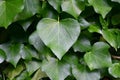 Ivy wall (Hedera) with heart-shaped leaf.