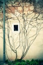Ivy on a wall Royalty Free Stock Photo