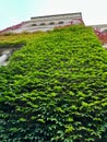 Ivy on the wall of the Imperial castle (Kaiser\'s Castle) in Poznan, Poland Royalty Free Stock Photo