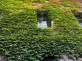 Ivy on the wall of the Imperial castle (Kaiser\'s Castle) in Poznan, Poland Royalty Free Stock Photo