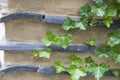 Ivy on the wall in the Korean garden Royalty Free Stock Photo