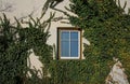 The ivy wall with one closed window Royalty Free Stock Photo