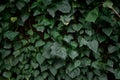 Ivy wall texture. Decorative natural natural background of evergreens.