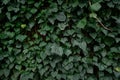 Ivy wall texture. Decorative natural natural background of evergreens.