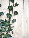 Ivy on White Wall Royalty Free Stock Photo