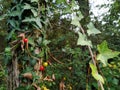 Ivy and wild berries on a wooden fence post Royalty Free Stock Photo