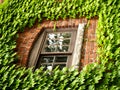 Ivy Window