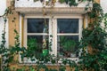 Ivy Window Royalty Free Stock Photo