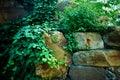 Ivy winds through the old masonry. garden