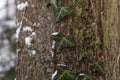 Ivy in winter on frozen bark Royalty Free Stock Photo