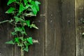Ivy on wood Royalty Free Stock Photo